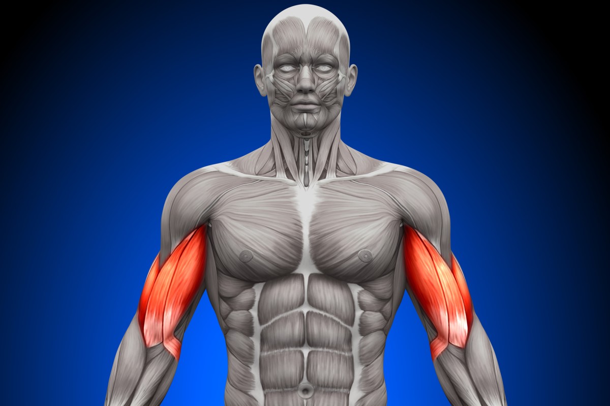 highlighted biceps of human