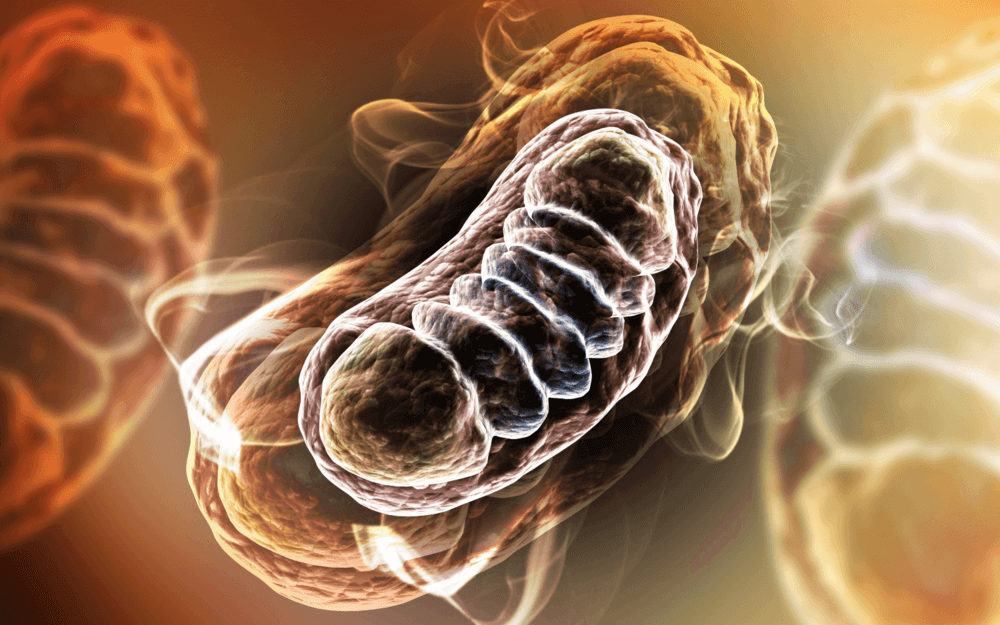 damaged mitochondria
