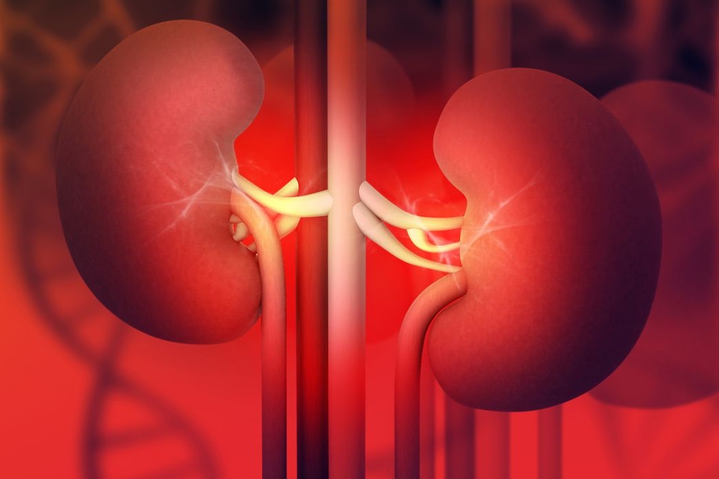 red kidneys