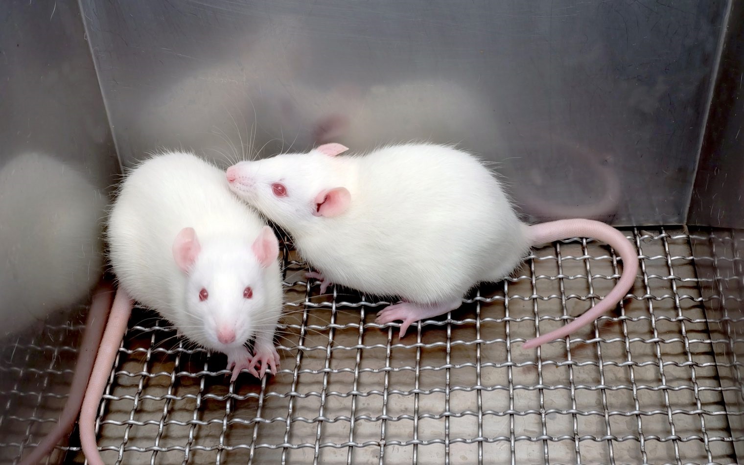 two mice on wired surface