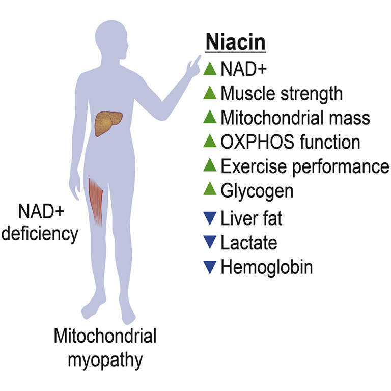 Vitamin B3 May Raise NAD+ Levels in Human Muscle and Blood