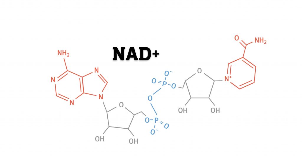 Nadh Molecule