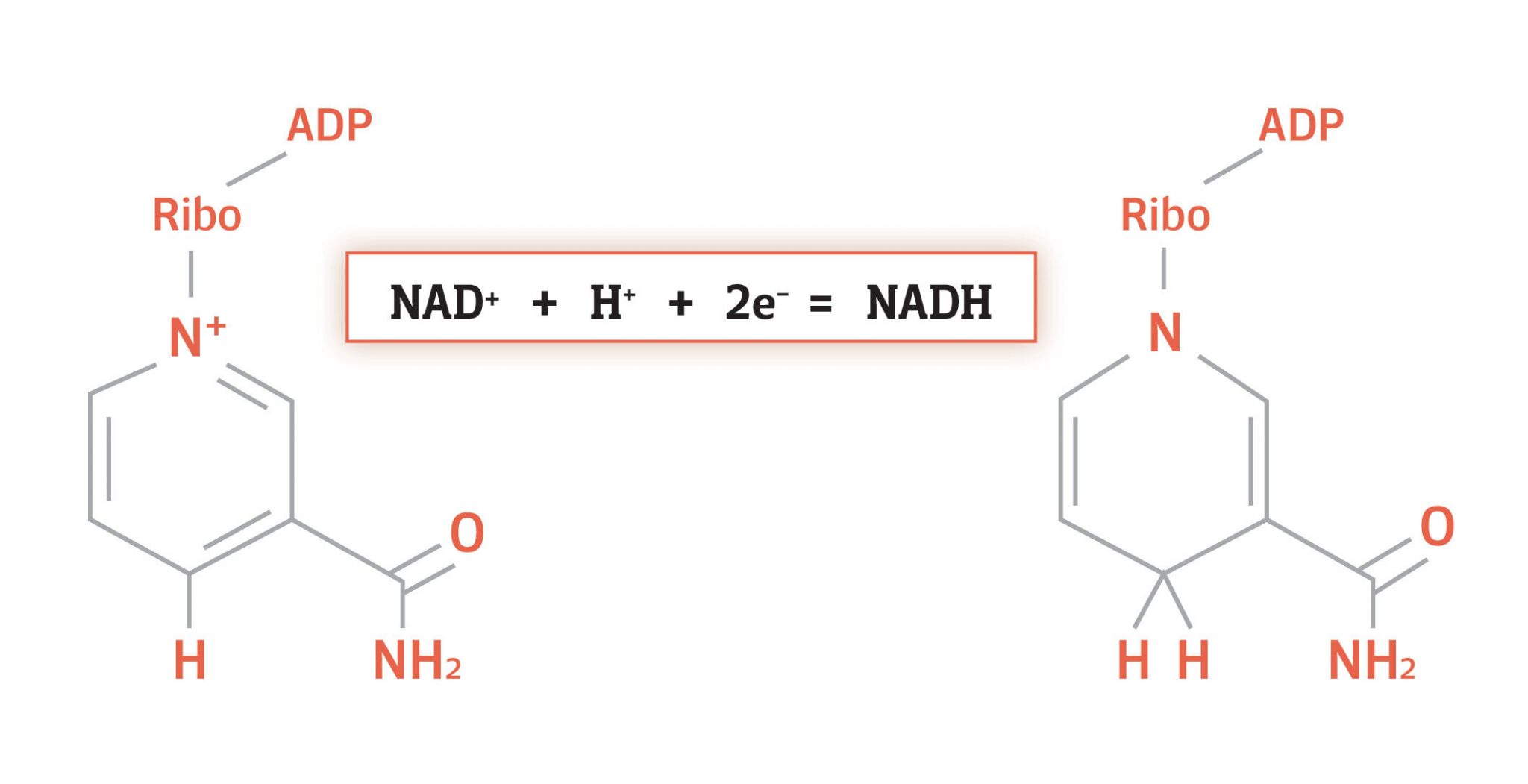 nad-vs-nadh