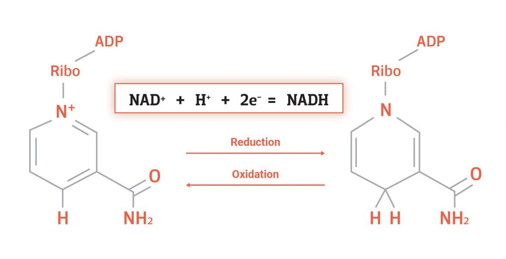 NAD vs. NADH