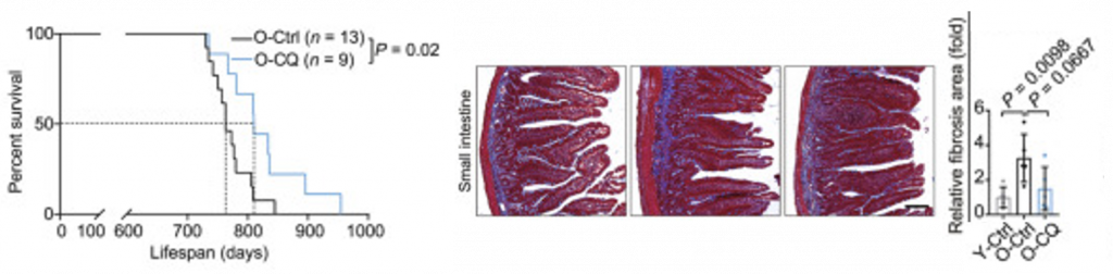 chloroquine extends lifespan