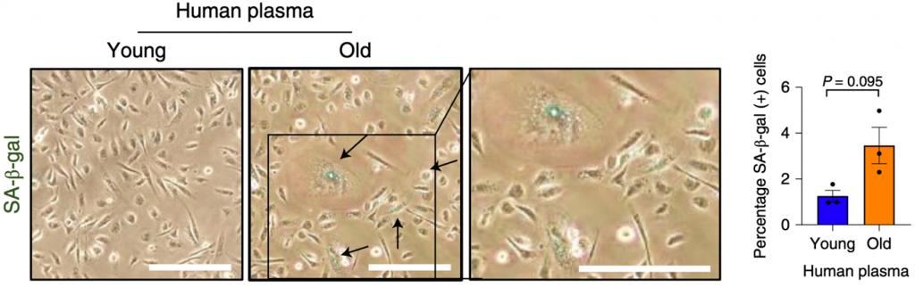 blood from older individuals induce senescence in humans