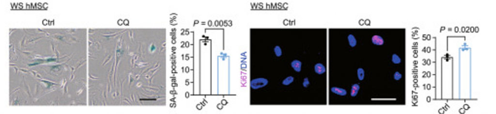 chloroquine treated cells result in fewer senescent cells