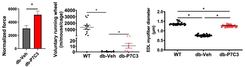 NAMPT activator increases strength, endurance, and muscle cell size