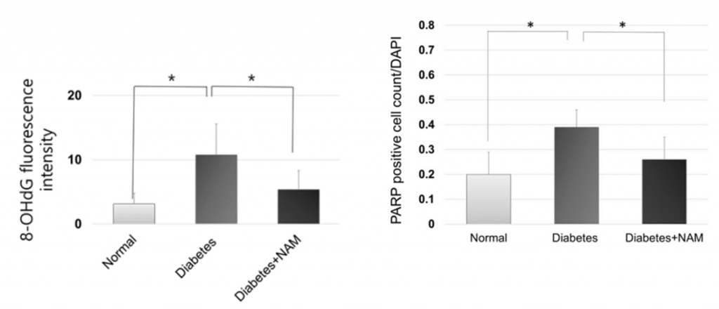 nicotinamide stabalizes DNA repair response