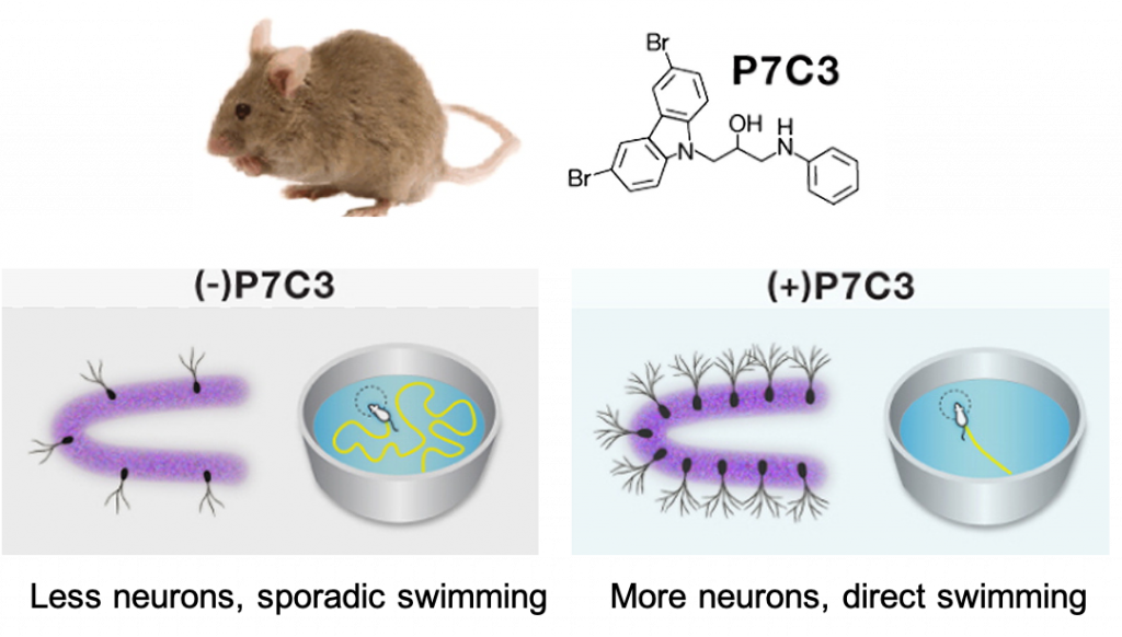 P7C3 improves cognition