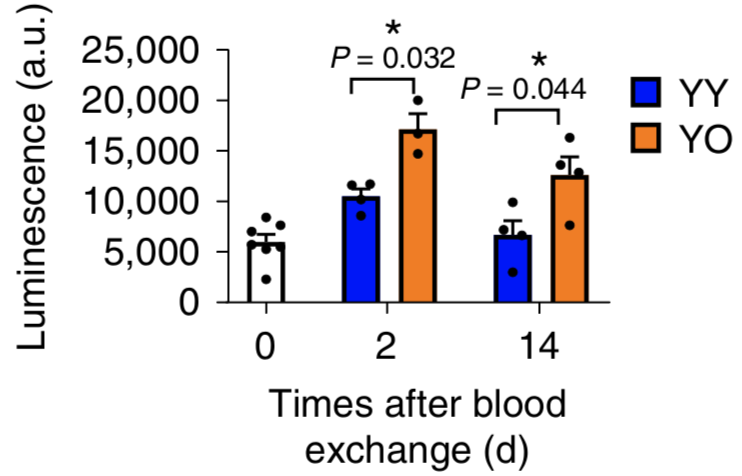 blood from older mice induce senesence