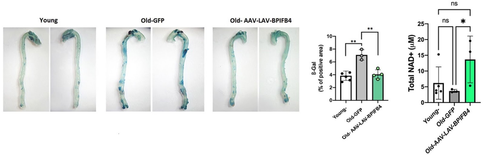 “Longevity Gene” Revitalizes Multiple Organs And Restores NAD+