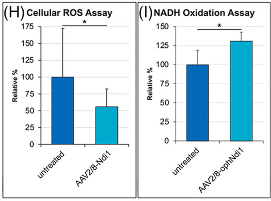 gene therapy reduces ROS and elevates NAD in mouse retina