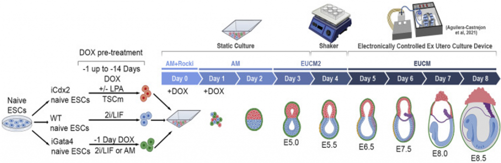 synthetically grown embryonic stem cells