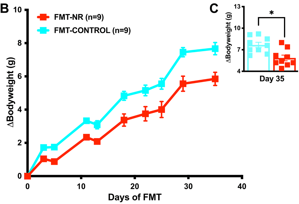 fecal matter transplant to mice with high-fat diet