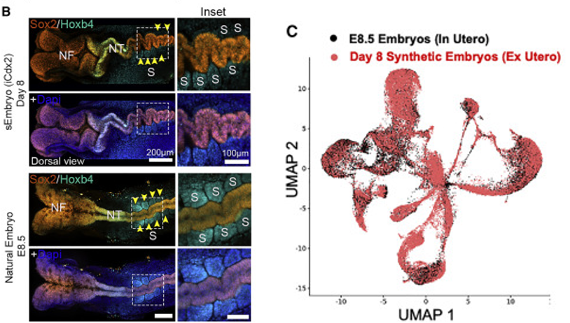 similarities between synthetic and natural embryos 