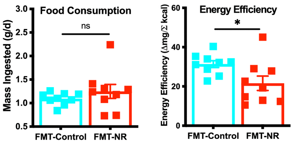 mice who receive FMT-NR have reduced energy efficiency