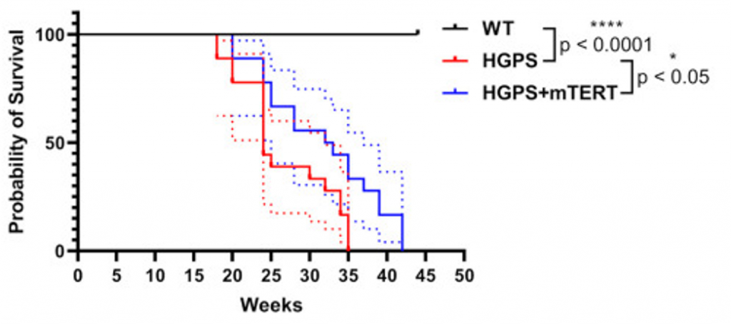 longer telomeres extend lifespan