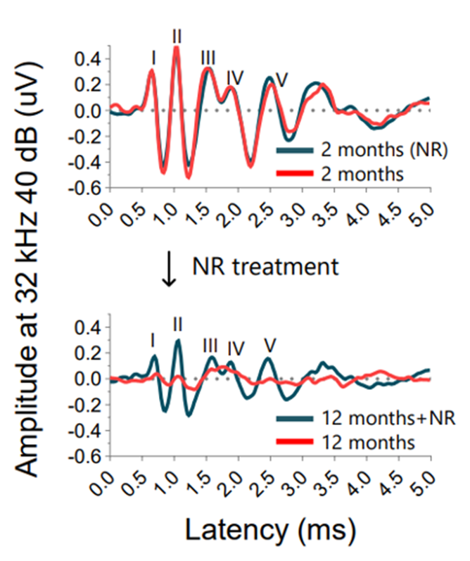 Treatment with NR protects capacity