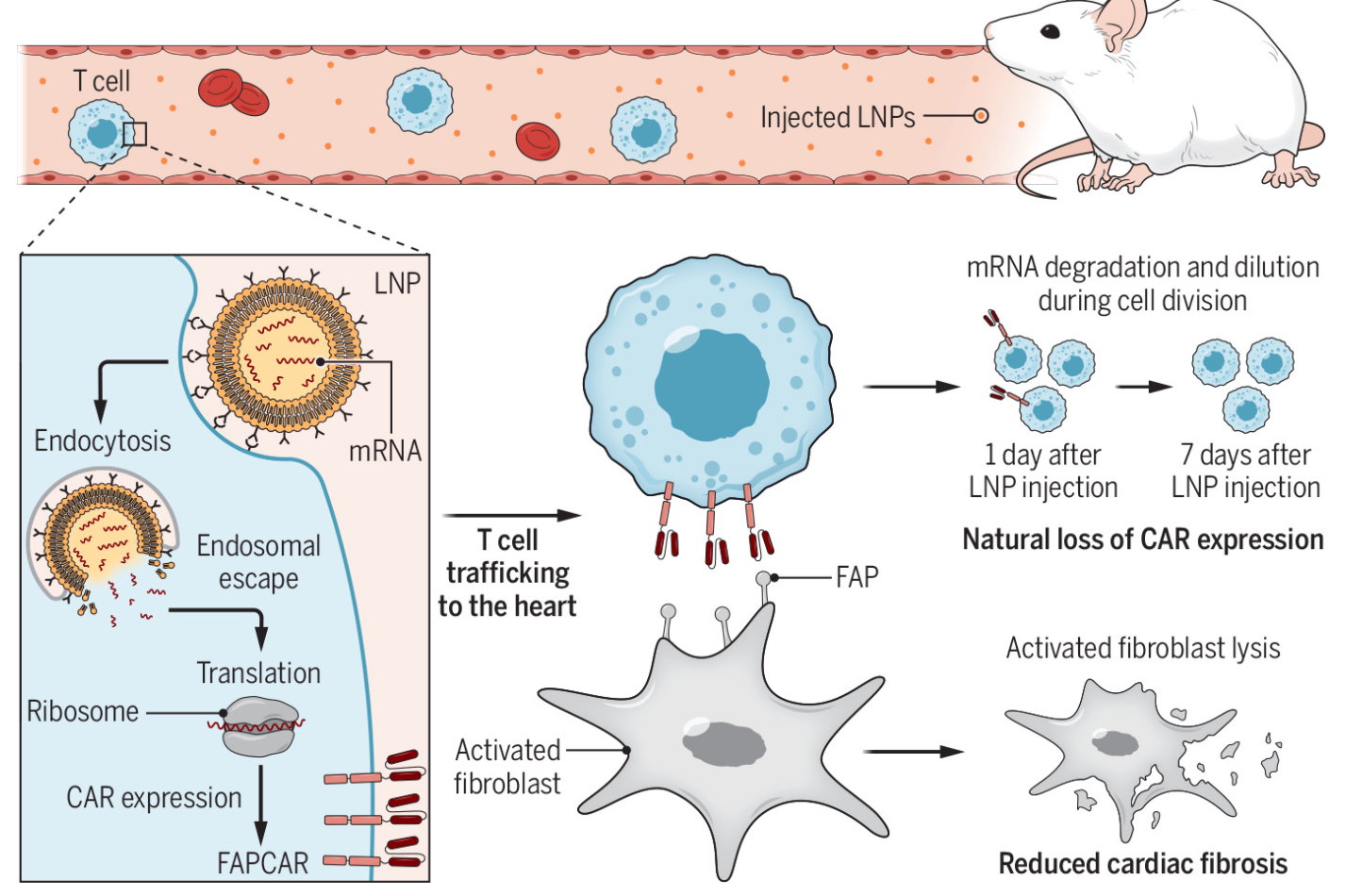 UPenn Researchers Engineer Immune Cells That Restore Heart Function