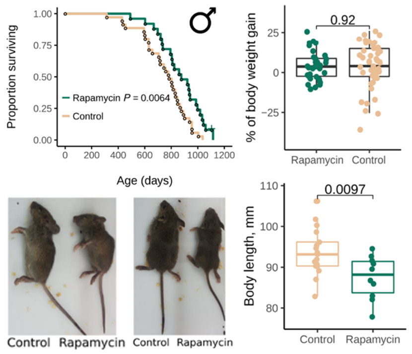 Rapamycin treatment increases lifespan