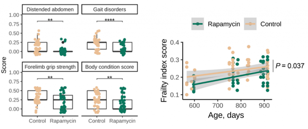 Rapamycin preserves muscle function