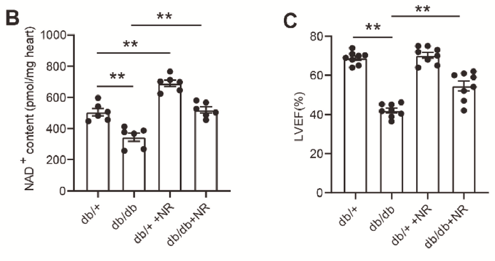 NR increases NAD | Improves heart function