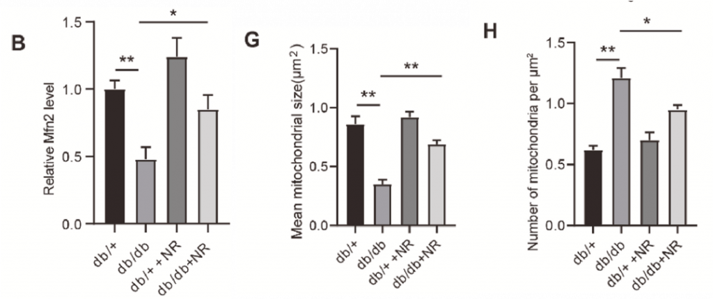 NR increases heart cell mitochondrial fusion