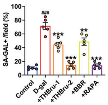 senescent cells mitophagy