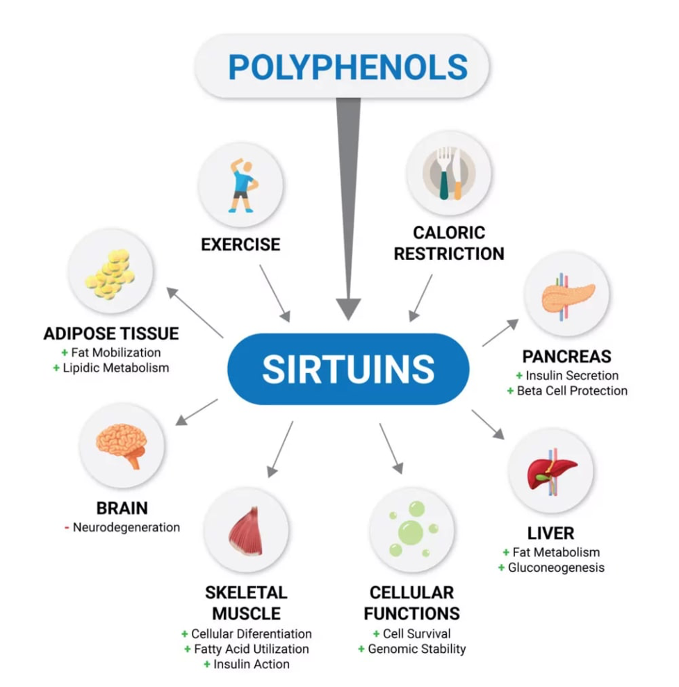 Menin protein protects against aging and cognitive decline