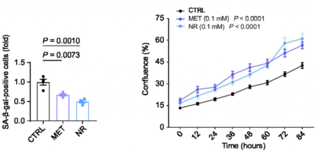 metformin & NR rejuvenate stem cells