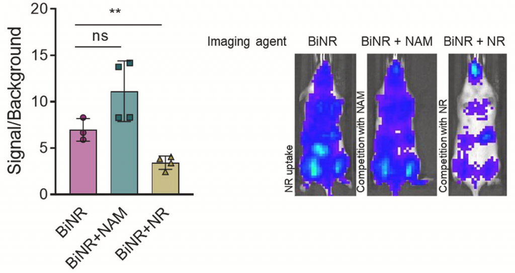 NR and BiNR move into cells similarly
