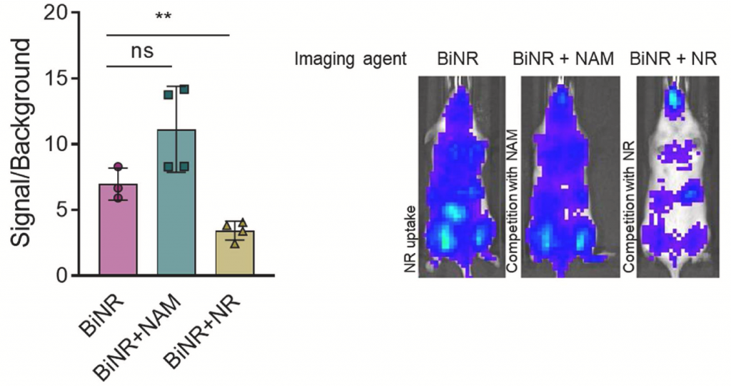 NR and BiNR enter cells through the same mechanism of transportation.