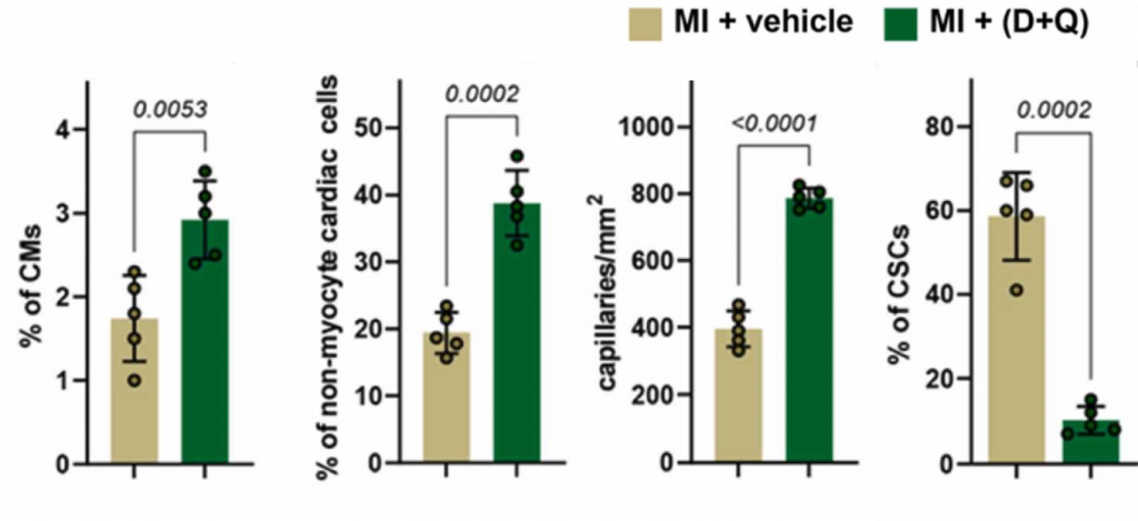 senolytics improve heart regeneration