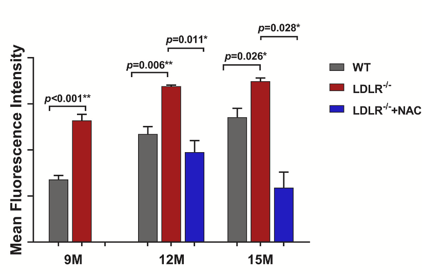 NAC reduces oxidative stress