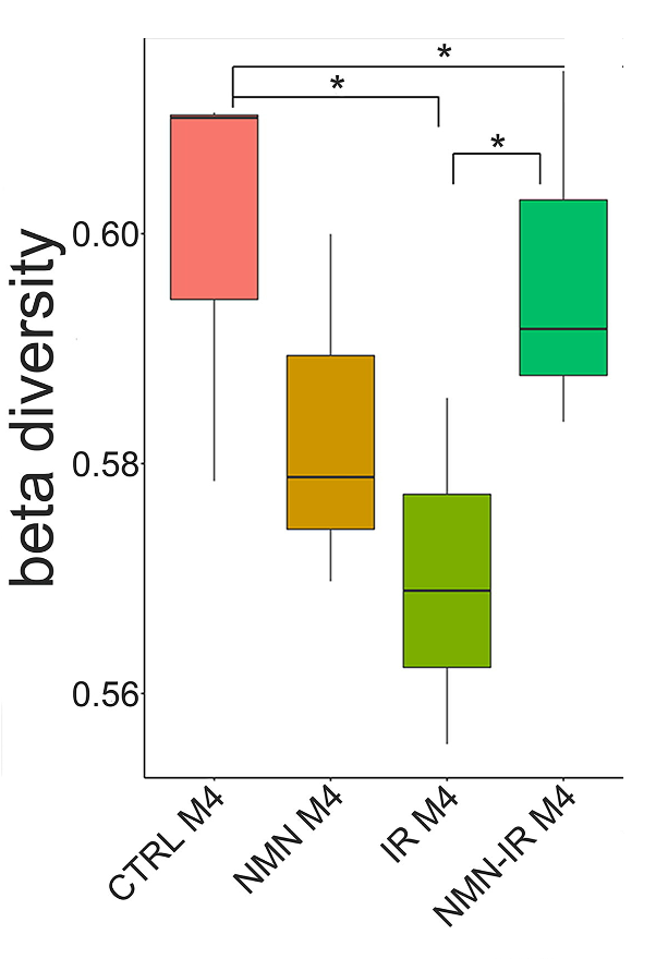 NMN increases diversity of gut bacteria