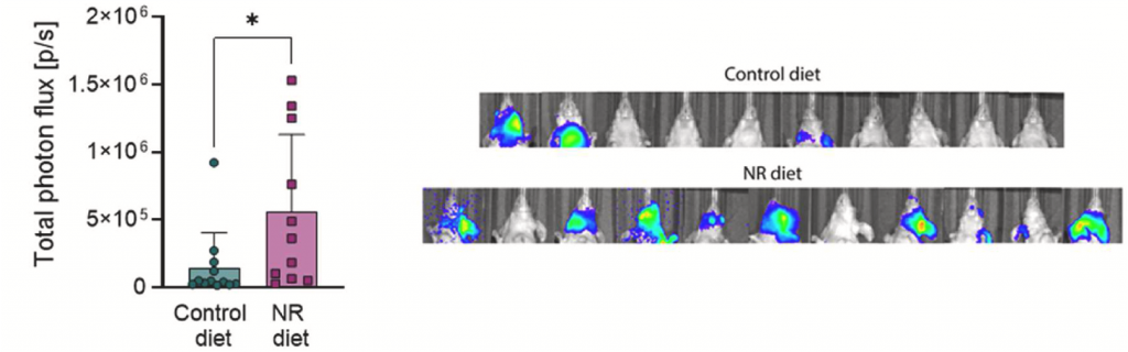 NR (pink) significantly increases bioluminescence (total photon flux) in cancer cells within the brains of mice, as depicted in representative images, compared to untreated mice (teal).