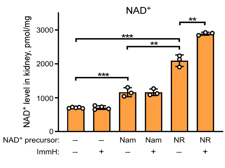 ImmH enhances effect of NR