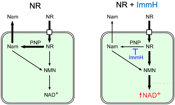 ImmH promotes increased NAD+ synthesis