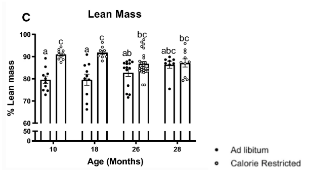 Modest calorie reduction increases lean muscle.