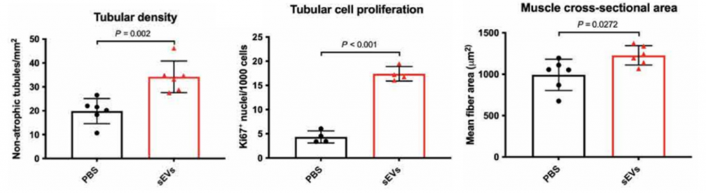 treatment induces pro-regenerative effects in muscles and kidneys of aged mice