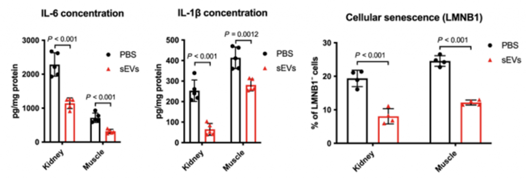 treatment reduces inflammation and cellular senescence