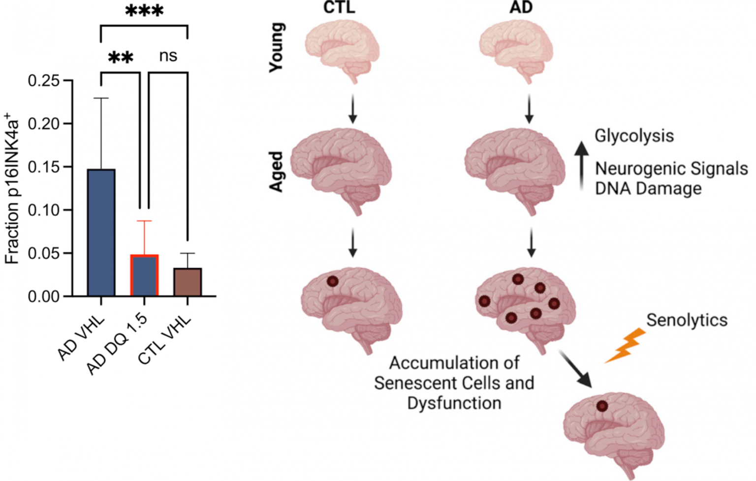 New Study Shows Senolytics can Potentially Treat Alzheimer’s Disease