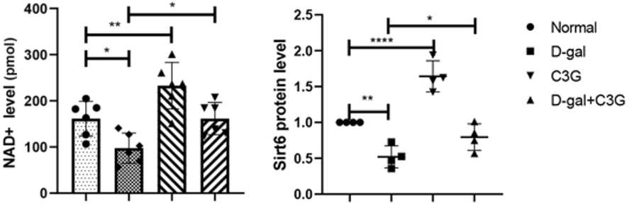 C3G increases NAD and SIRT6
