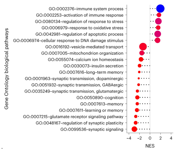 Genes linked to immune and cellular stress responses exhibited increased activity, while those associated with learning, memory, and cognition showed decreased activation.