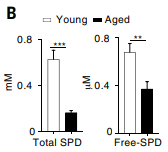 
Compared to young mice, aged mice have approximately half the amount of spermidine in their anticancer immune cells.