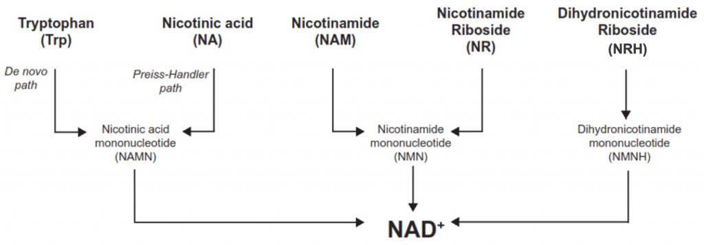 NAD synthesis flow chart