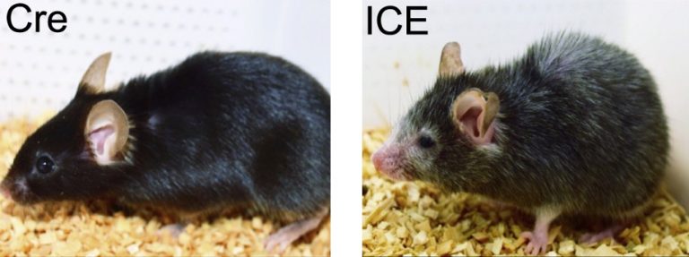 Harvard Study Supports David Sinclair s Theory Altered Gene 
