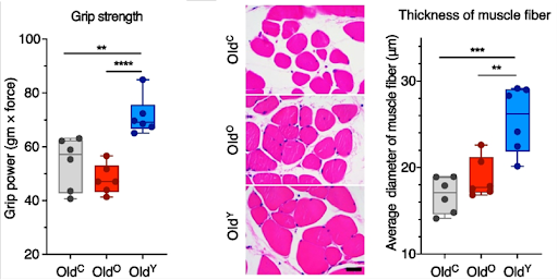 Gut bacteria rejuvenates muscle