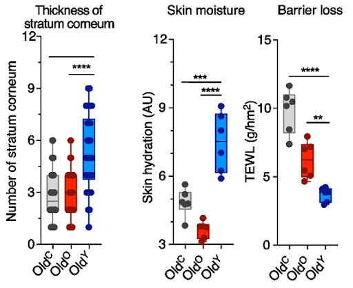 Gut bacteria rehydrates old skin